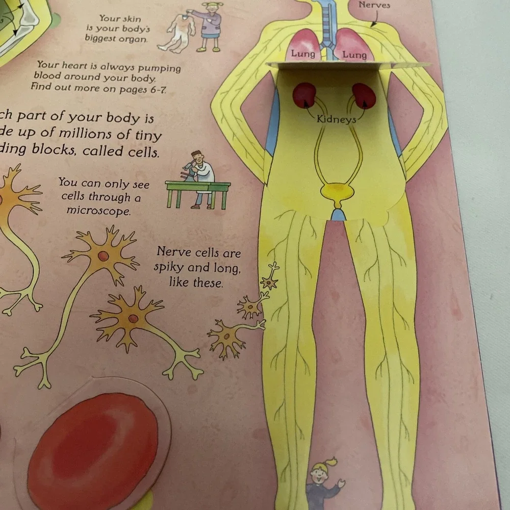 See Inside Your Body Large Board book With Educational‎ Information And Flaps